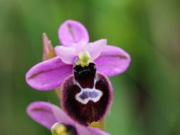 Ophrys_bertoloniiformis_x_O._tenthredinifera_San_Giovanni_Rotondo
